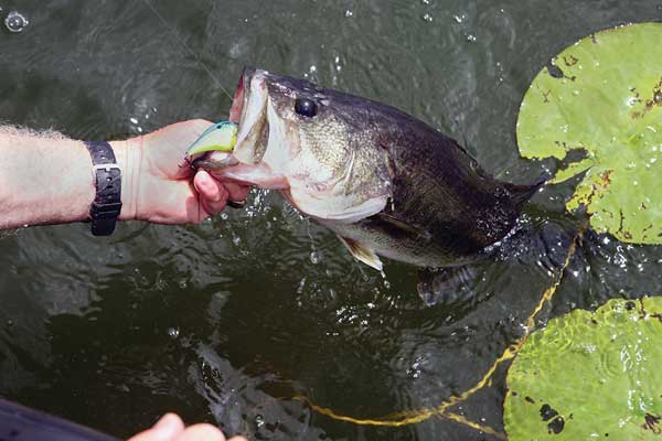 March Madness For Bass. What a great time to fish for bass.