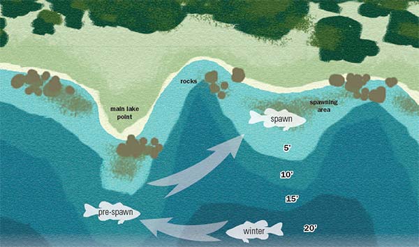 Spring bass fishing diagram shows bass movements.