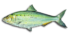 American Shad Freshwater Fish Identifier.