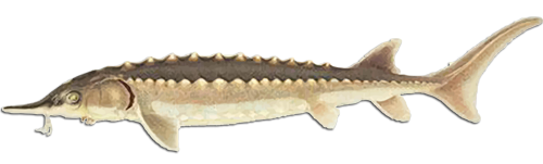 American Sturgeon Fishing Factors