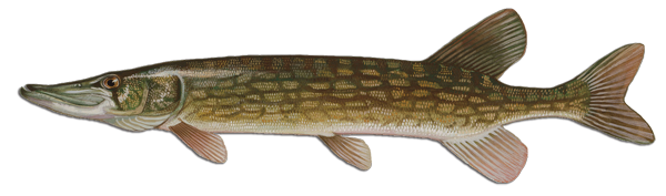 Chain Pickerel What To Know