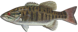 Lees Warmwater Gamefish Identifier Smallmouth Bass