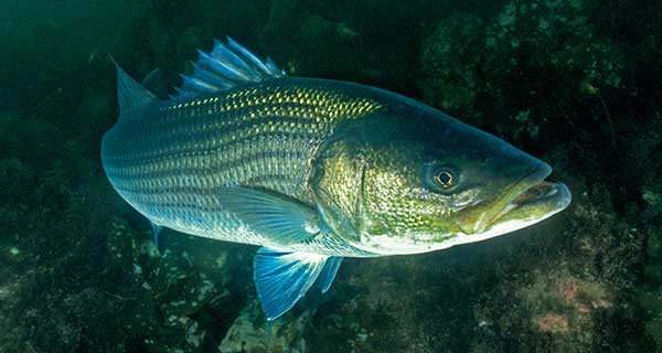 Lee Bailey Je Identifying the Striped Bass