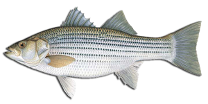 Lees Warmwater Gamefish Identification Striped Bass