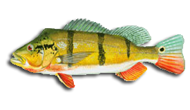 Peacock Bass Anglers Guide