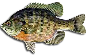 Bluegill Fishing Ultimate Guide