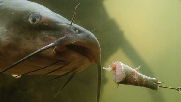 Catfish Fishing Techniques with Cut Bait