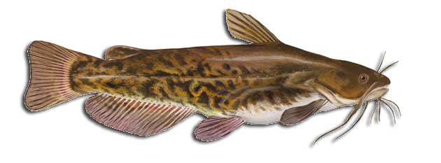 Catfish Identifier Brown Bullhead