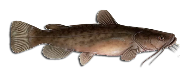 Catfish Identifier Flathead Catfish