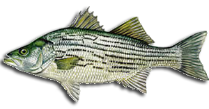 Lees Warmwater Gamefish Identification Hybrid Striped Bass