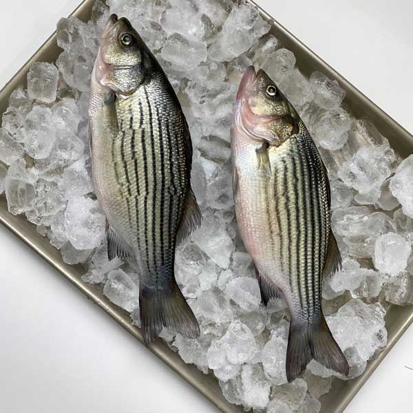 Hybrid Striped Bass