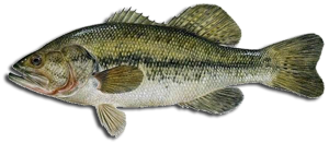 Lees Warmwater Gamefish Identifier Largemouth Bass