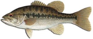 Lees Warmwater Gamefish Identification Spotted Bass