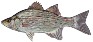 Lees White Bass