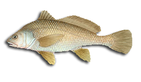 Freshwater Drum NO Respect