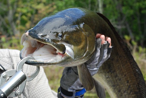 Bowfin A Strange Catch