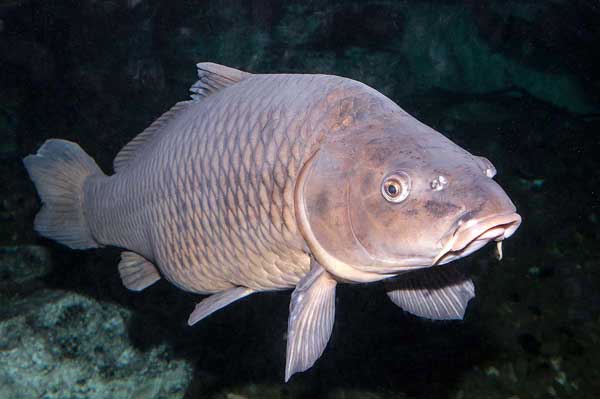 Common Carp Invasive Species