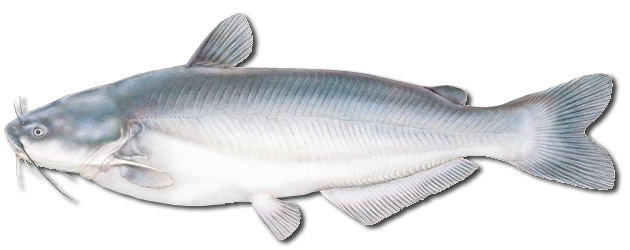 Catfish Identifier Blue Catfish