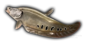 Clown Knifefish Original Oddball