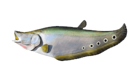 Clown Knifefish Original Oddball