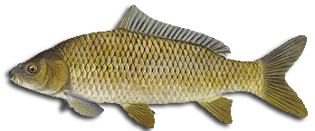 Common Carp Invasive Species