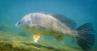 Freshwater Drum NO Respect