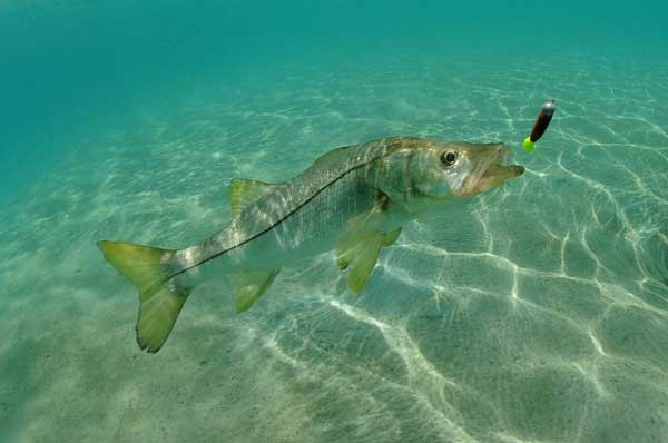 Snook in ocean chasing lure