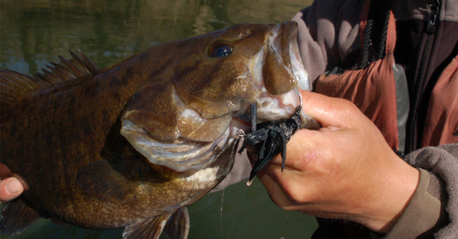 Big CT River Smallmouth bass