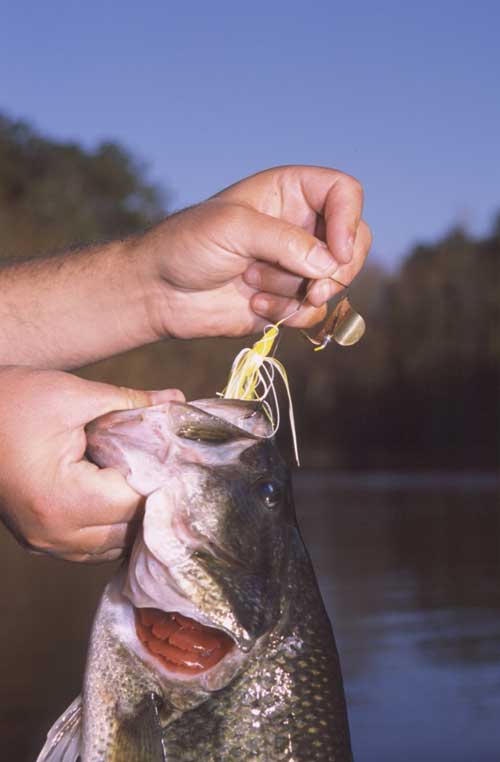 Lee's own designed Cavitron Buzzbait