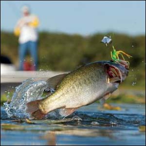For many years Buzzbait Fishing in June has been underrated.