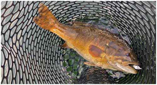 Catch and release with a landing net reduces handling time, stress, and the potential for injury